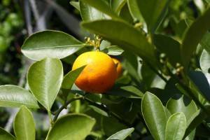 Апельсиновое дерево: выращивание и уход в домашних условиях