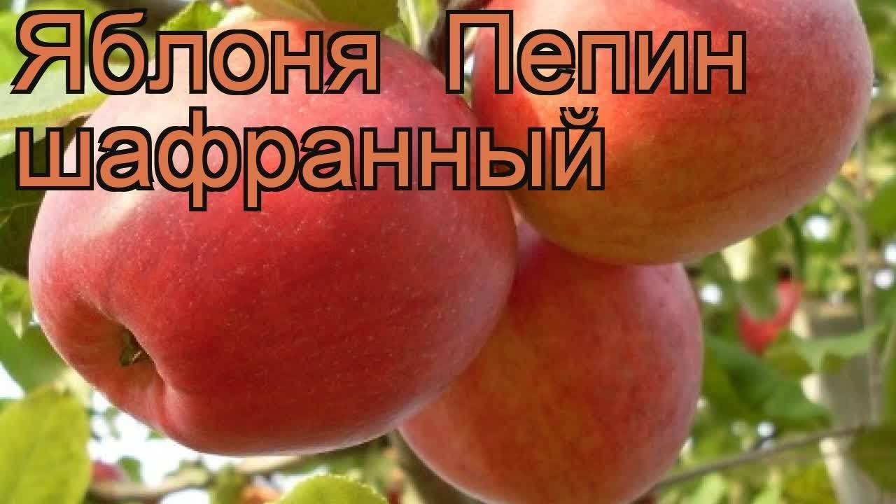Яблоня «пепин шафранный»: уход, урожайность, характеристика