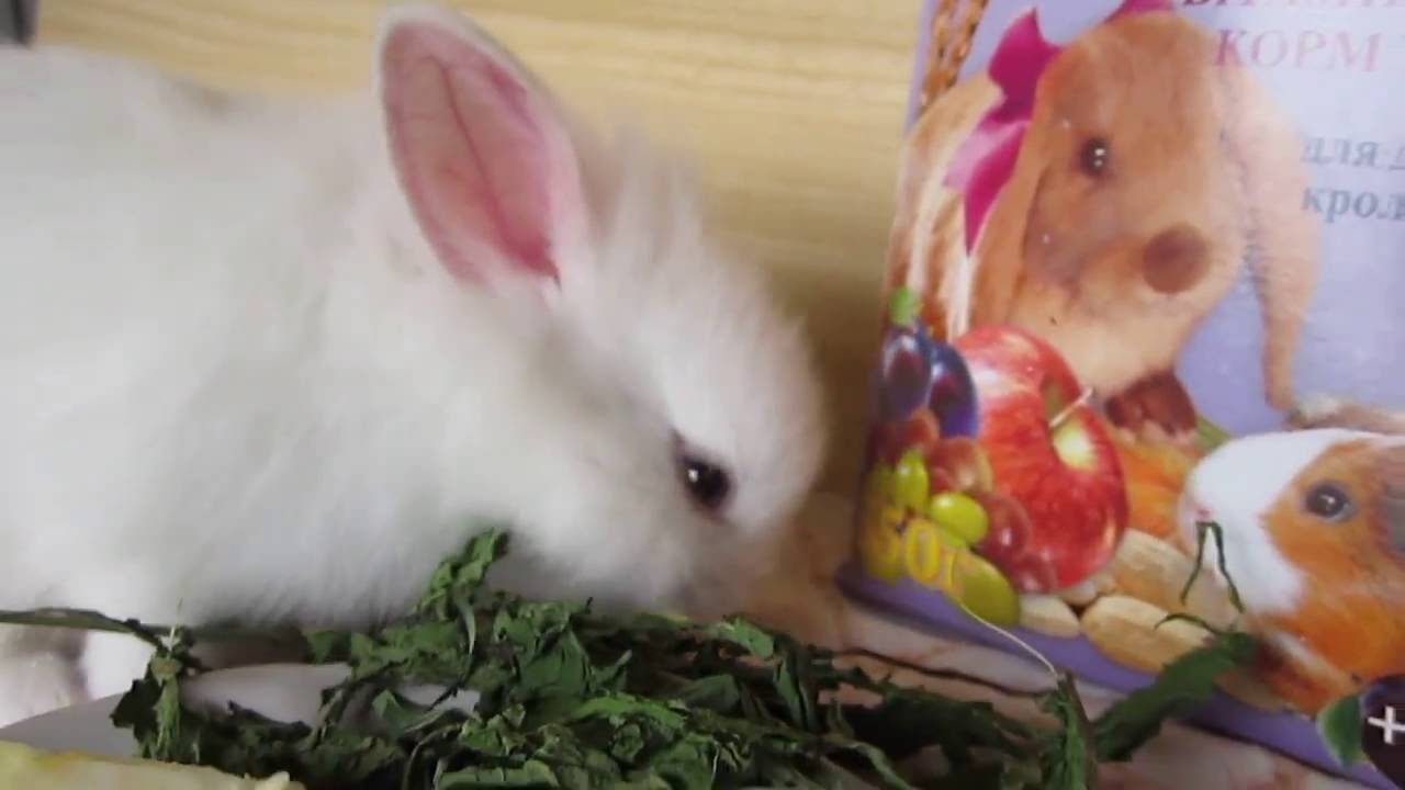 Условия для декоративных кроликов в доме: как кормить