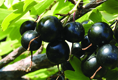Смородина Черный Жемчуг: описание и характеристики сорта, уход и выращивание