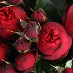 Кустовые розы - описание и название сортов с фото. выращивание и посадка домашних кустовых роз в саду и горшке
