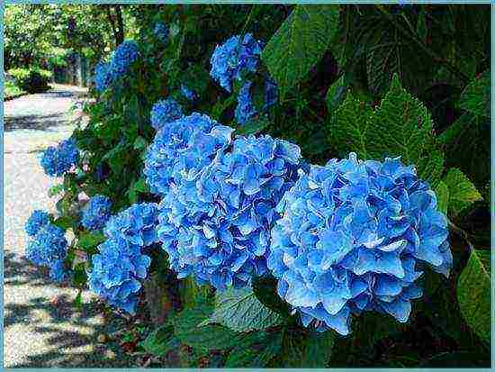Прекрасный цветок садовая гортензия: посадка и уход в открытом грунте с фото
