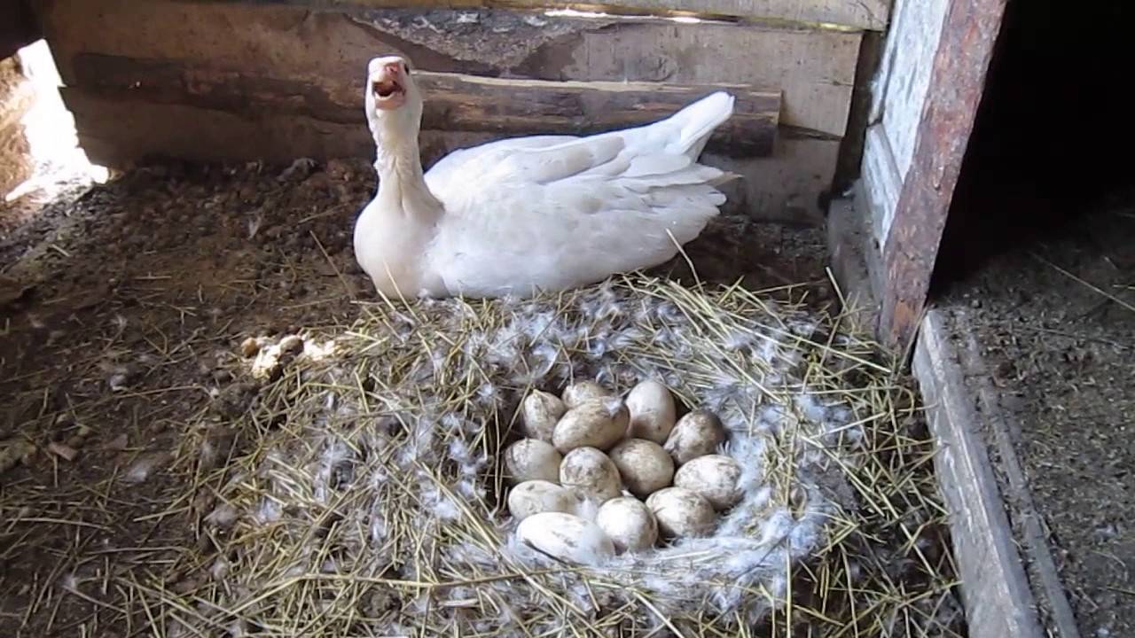 Когда начинают нестись гуси? через сколько дней несутся гуси в домашних условиях? сколько сидят на яйцах? как часто несутся гусыни?