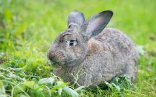 Самые красивые кролики: шиншилловые разновидности