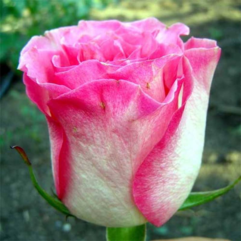 Malibu rose