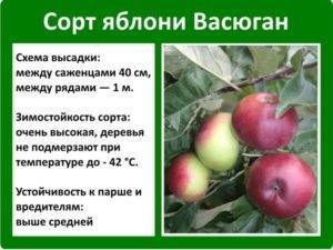 Выбираем сорта колоновидных яблонь для сибири