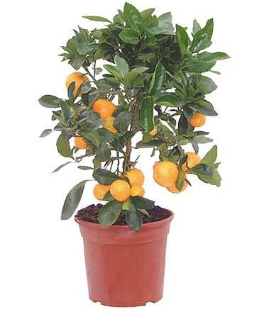 О апельсиновом дереве: описание, скрещивание, выращивание и дальнейший уход