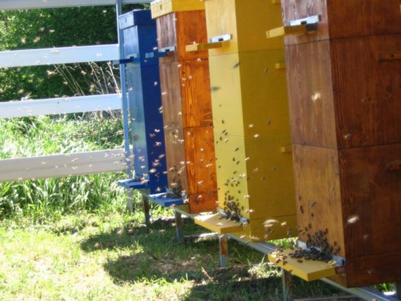 Когда пчелы начинают роиться, предотвращение роения и что делать, если рой уже вышел