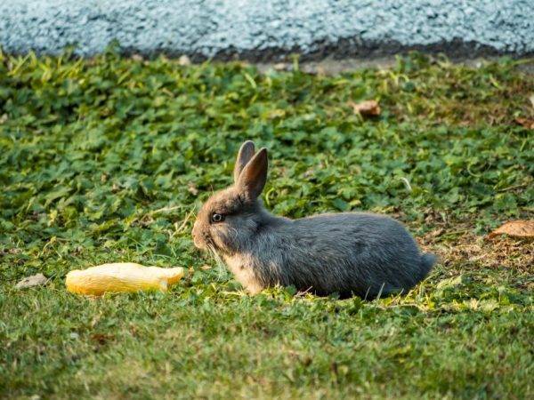 Корм для кроликов: состав, приготовление своими руками, особенности кормления