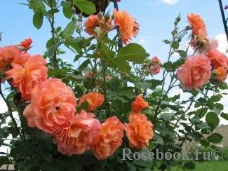 О розе индиголетта (indigoletta): описание и характеристики плетистой розы