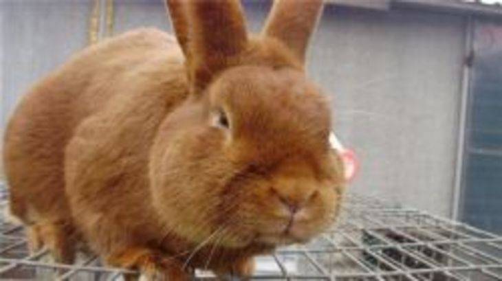 Новозеландская порода кроликов: характеристика, особенности разведения в домашних условиях