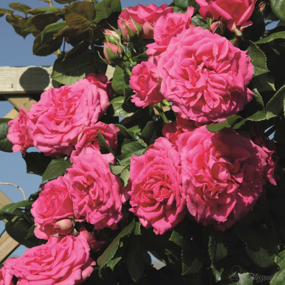 Плетистые розы, цветущие все лето: сорта зимостойкие