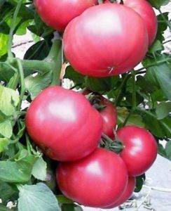 Томат котя: отзывы, фото, урожайность | tomatland.ru