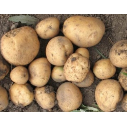Сорт картофеля голубизна: описание сорта, полезные свойства, отзывы