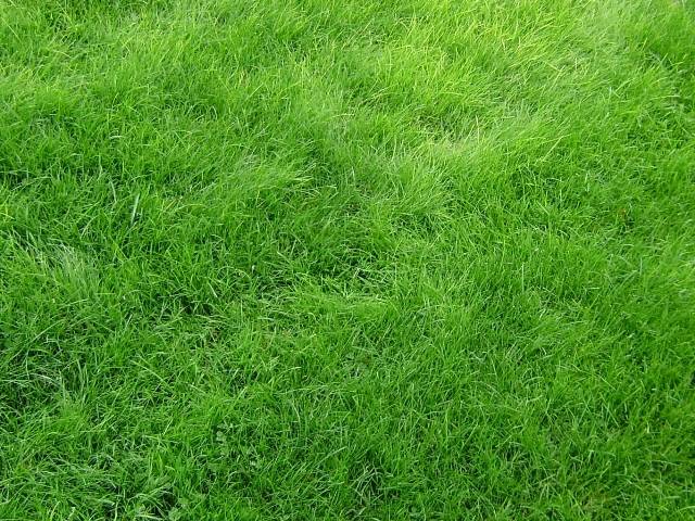О низкорослой траве для газона: сорта не требующие стрижки, как выбрать