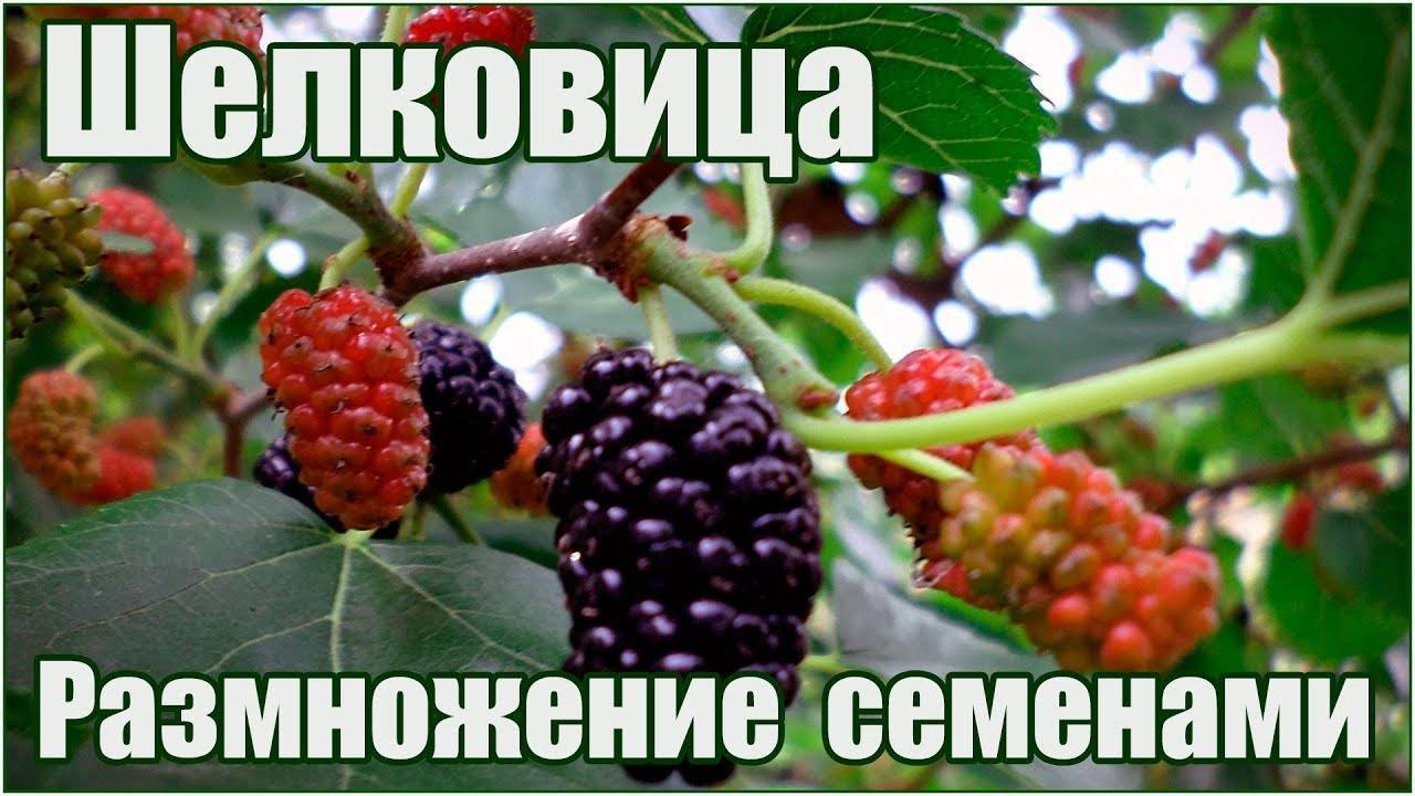 Дерево шелковица: выращивание и уход, фото, посадка в саду, обрезка, прививка, виды и сорта