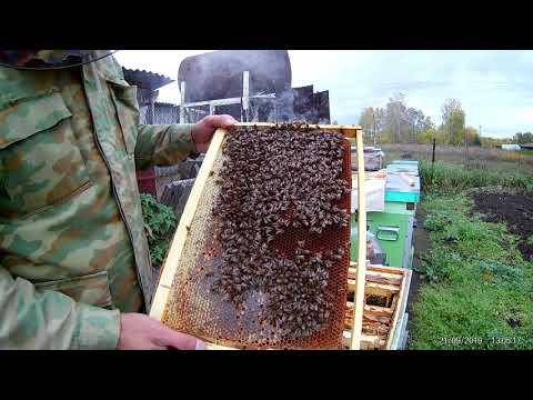 Осеннее объединение пчелиных семей
