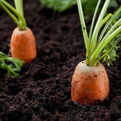Выращивание моркови в открытом грунте, уход и подкормка