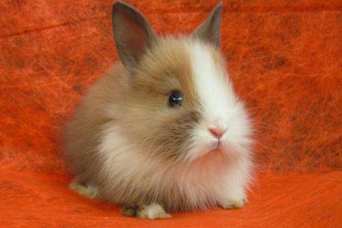 Карликовый кролик — породы, описание, особенности,содержание и уход в домашних условиях (фото и видео)