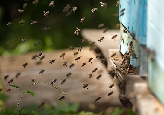 Делают ли осы мед: ответ пасечников