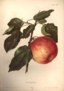 Различные сорта яблонь для средней полосы