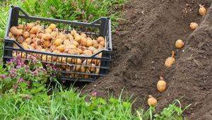 Описание сорта картофель голубизна — особенности выращивания