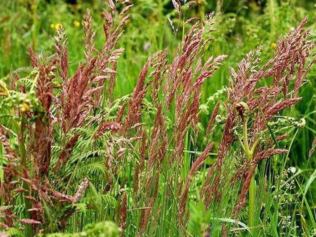 Выбор трав для газона.выращивание и уход за овсяницей луговой и красной.