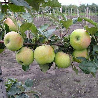 Выращивание позднезимнего сорта яблони северный синап
