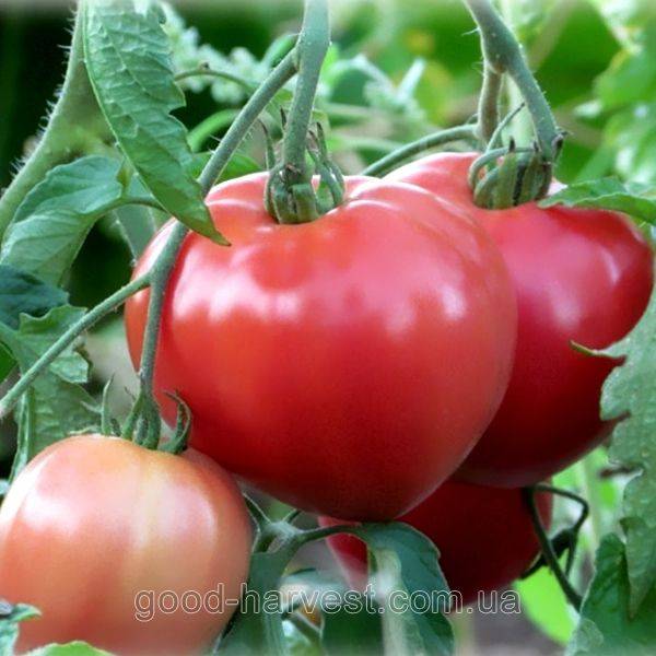 Томат абаканский розовый: характеристика и описание сорта, отзывы, фото, кто сажал – все о помидорках