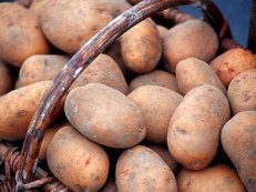 Сорта картофеля белорусской селекции: характеристика и описание с фото