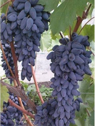 Описание сорта винограда Памяти Негруля, характеристики и рекомендации по уходу