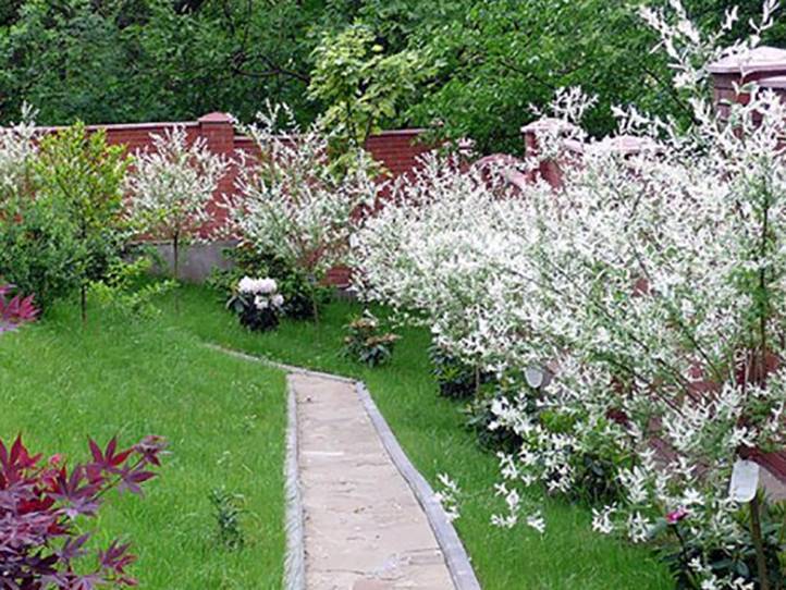 Плодовые деревья и кустарники для садового участка