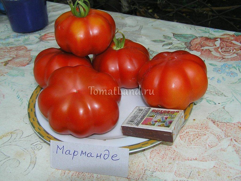 Томат большая мамочка: отзывы, фото, урожайность, описание и характеристика | tomatland.ru