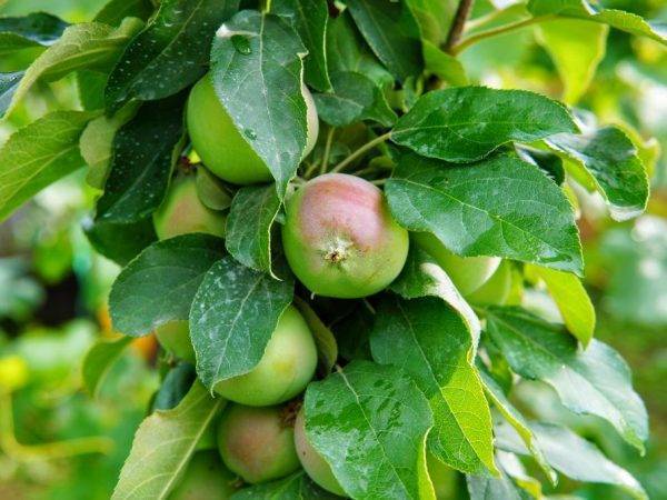 Как правильно посадить грушу — несколько секретов
