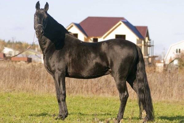 Карачаевская порода лошадей