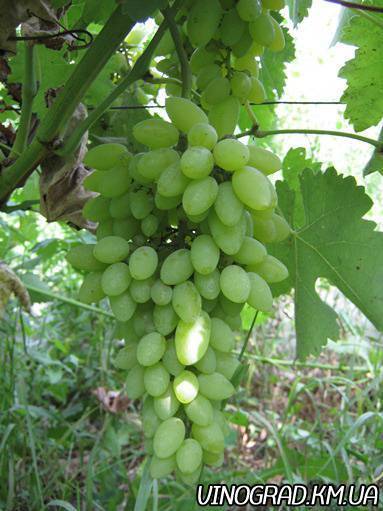 Виноград «тимур»: особенности выращивания