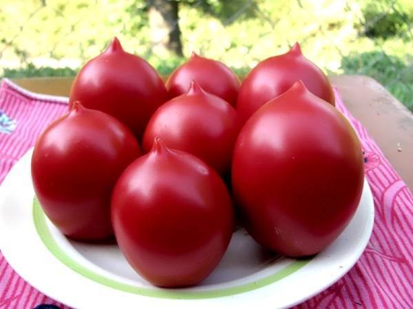 Универсальный для консервации сорт томата «де барао царский»: фото, отзывы, описание, характеристика, урожайность, видео