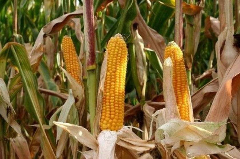 Кукуруза на силос — ﻿в общих чертах