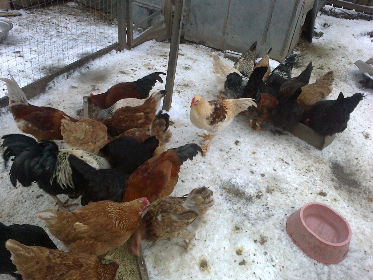 Выгодно держать кур. Кур несушек зимой. Содержание кур зимой. Зимний выгул для кур. Содержание куриц зимой.