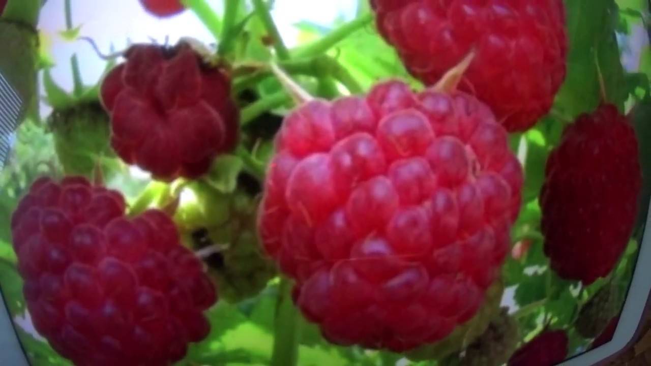 Весенняя обработка сада от вредителей и болезней: чем опрыскивать плодовые деревья и ягодные кустарники