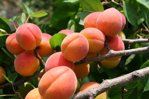 О посадке и уходе за абрикосом на Урале, в Башкирии: как посадить и выращивать