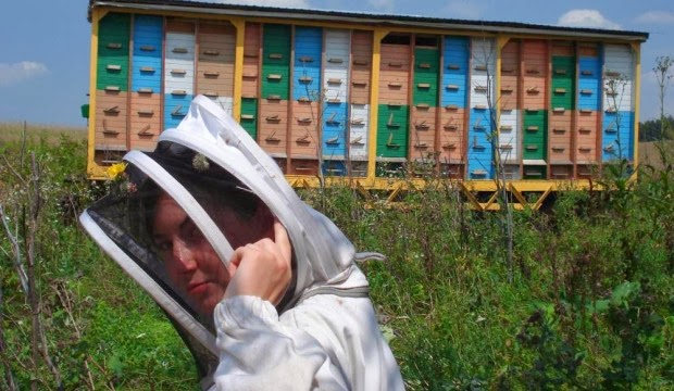 Кассетное содержание пчел в павильонах — в чем преимущества этой технологии?