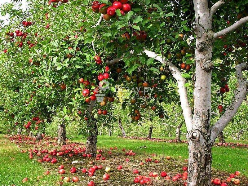 Инструкция по посадке яблонь весной