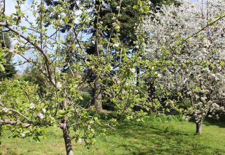 Плодовые деревья и кустарники: какие можно сажать рядом, какие нельзя