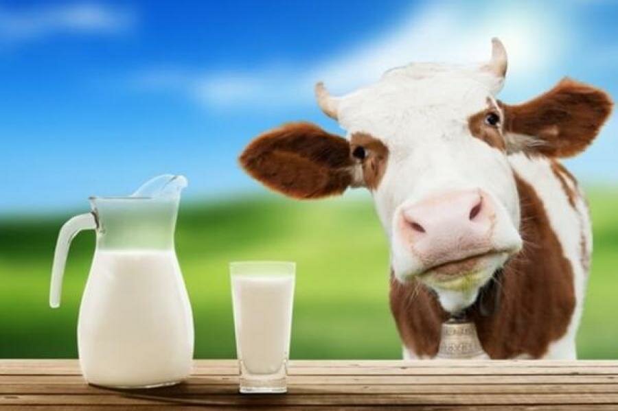 Молочные породы коров: список, характеристики, критерии выбора