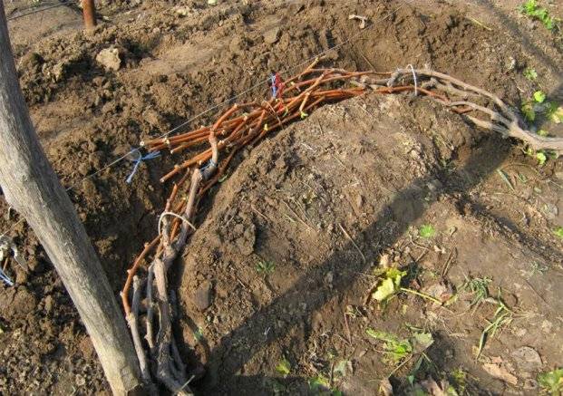 Как укрыть виноград на зиму, чтобы он не вымерз