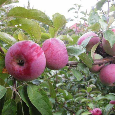 Сорт яблони алеся фото и описание сорта