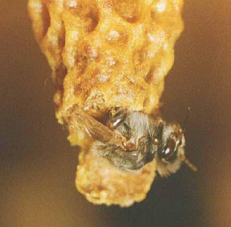 Основные технологии разведения пчел