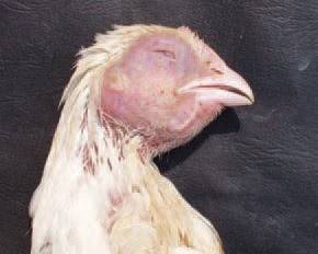 Симптомы и лечение распространённых болезней цыплят бройлеров