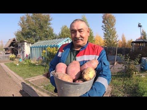 Проращивание картофеля перед посадкой: пять лучших способов, условия и рекомендации
